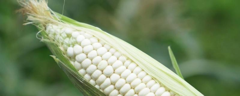 糯玉米<a href=https://www.dadasou.com/ny/zhongzhi/ target=_blank class=infotextkey>种植</a><a href=https://www.dadasou.com/news/142649.html target=_blank class=infotextkey>技术</a>与时间