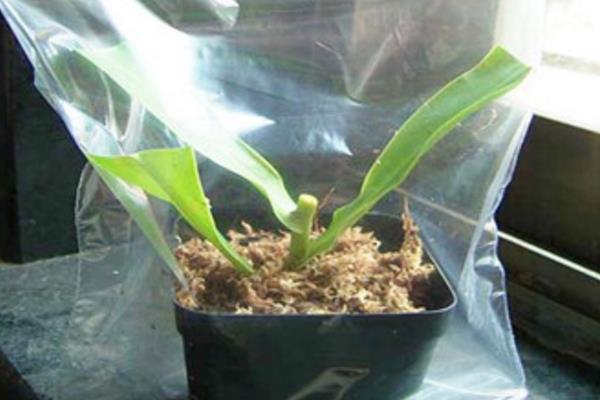猪笼草怎么浇水（多久浇一次） 猪笼草扦插繁殖方法