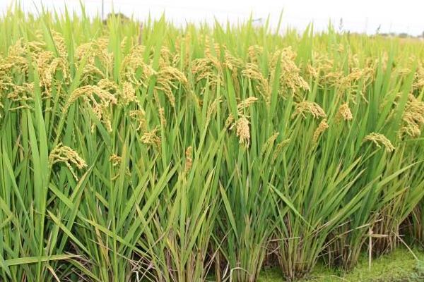 水稻的品种大全 水稻分蘖期多长时间