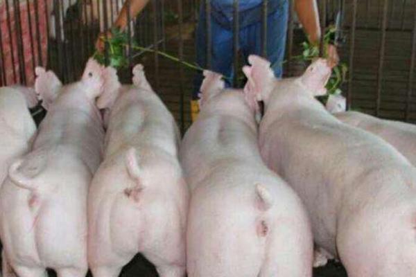 15公斤仔猪市场价格多少钱 养猪成本与利润