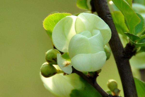 绿海棠花的养殖方法
