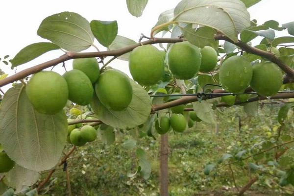 青枣种植技术 青枣几月份成熟（上市时间）