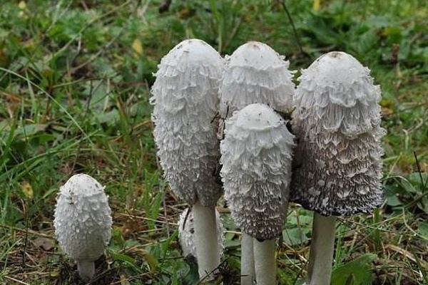 毛头鬼伞菇市场价格多少钱一斤,毛头鬼伞菇什么 - 达达搜