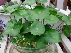 金钱草市场价格多少钱一斤,金钱草有毒吗