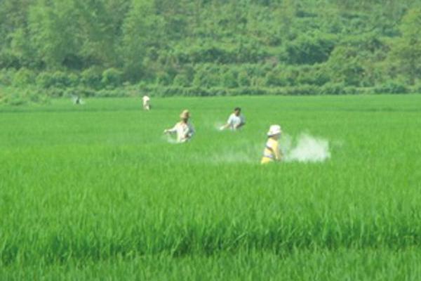 硅肥对水稻的作用是什么 钾肥过多对水稻危害是什么