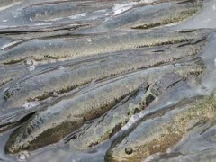 夏花水泥池培育黑鱼技术