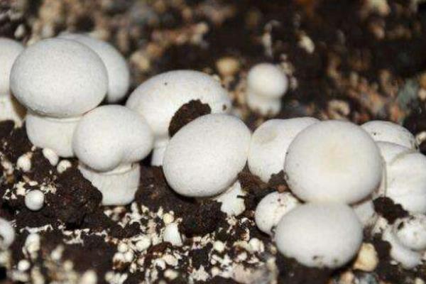 双孢菇市场价格多少钱一斤 双孢菇产地在哪里 双孢菇什么时候上市