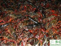淡水小龙虾养殖常见病害与敌害防治技术