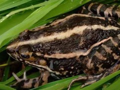 黑斑蛙养殖技术