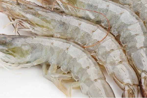 淡水虾市场价格多少钱一斤 草虾是淡水虾吗