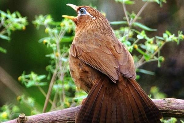 养殖画眉鸟的体外寄生虫病的防治