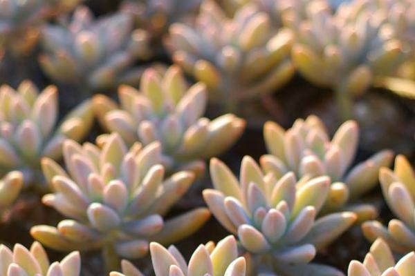 秋丽多肉植物图片大全 含老桩 秋丽落叶及叶 达达搜