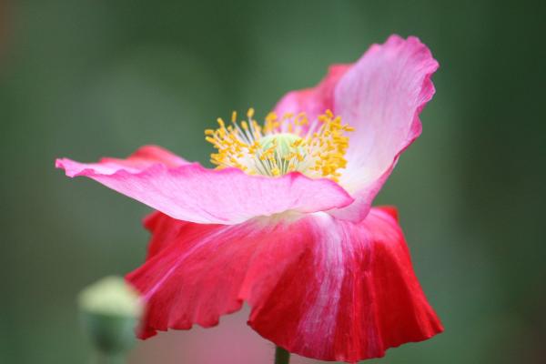 虞美人花图片大全 虞美人花语及寓意