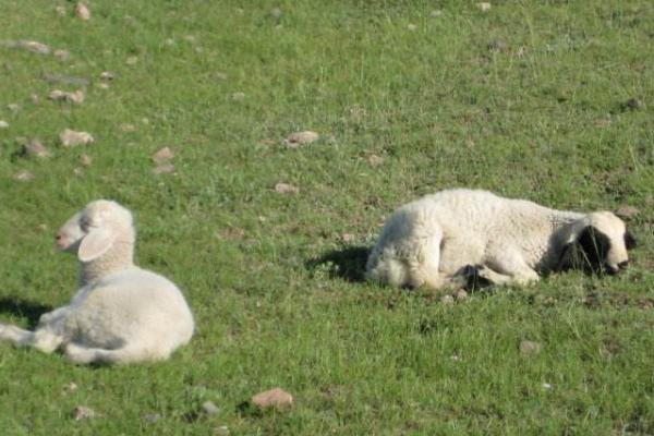 小羊羔市场价格多少钱一只 如何才能让母羊多产羊羔