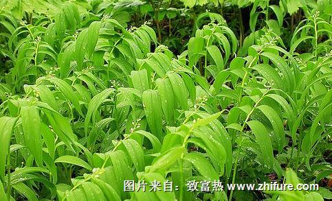 玉竹栽培品和野生品的各类品种