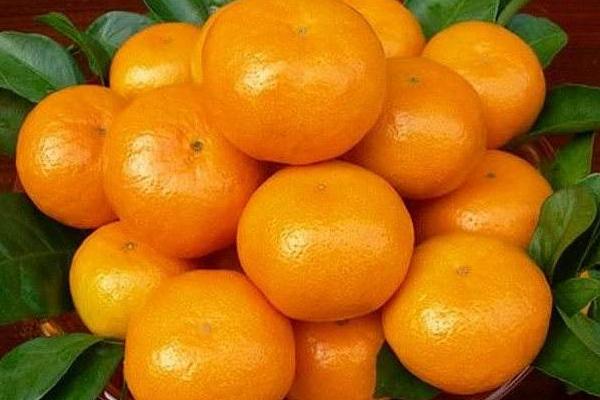 芦柑市场价格多少钱一斤 柑橘选购技巧