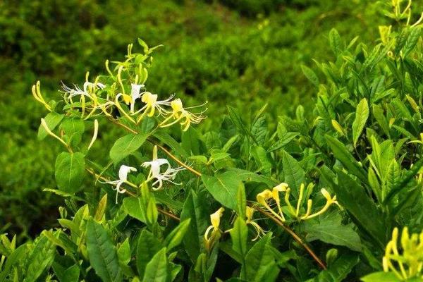 三年金银花树苗