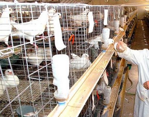 肉鸽养殖大棚建设方案 肉鸽养殖设备有哪些