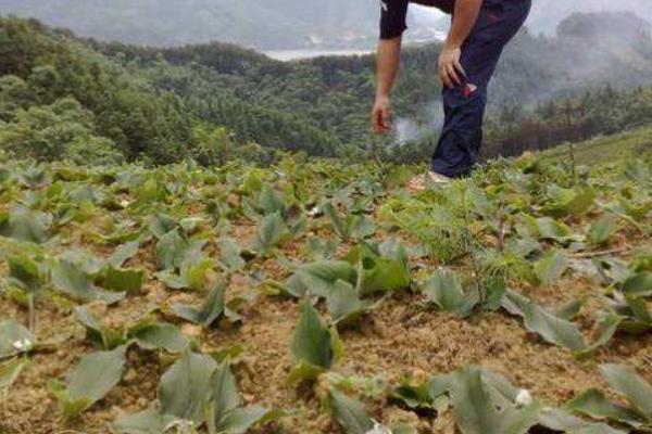 沙姜的种植方法和时间