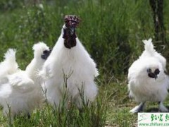 浅析乌鸡的生活习性及饲养要点