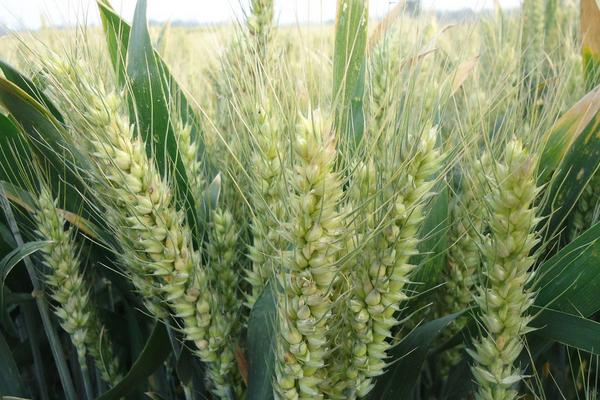 2018种小麦赚钱吗？小麦种植的利润与投资成本及前景预测