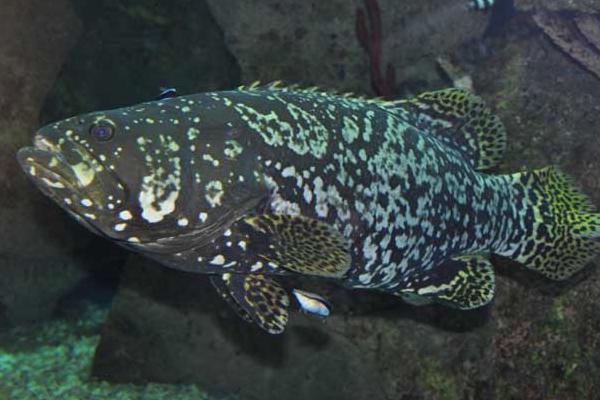 石斑鱼养殖条件