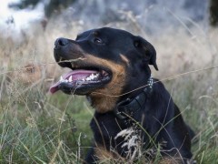 罗威纳犬市场价格多少钱一只,罗威纳为什么没人