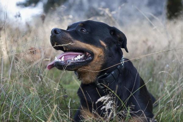 罗威纳犬市场价格多少钱一只 罗威纳为什么没人养