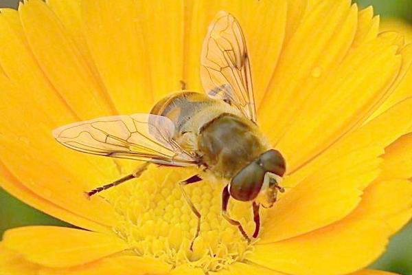 养殖蜜蜂如何对付蜜蜂的天敌