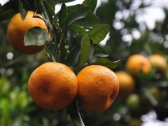 芦柑市场价格多少钱一斤,柑橘选购技巧
