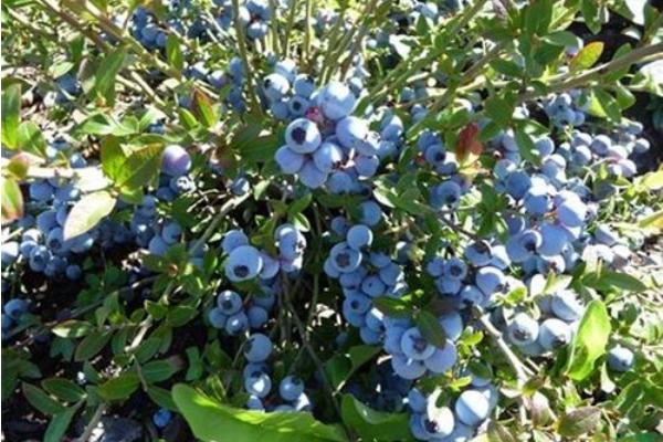 蓝莓种植前景