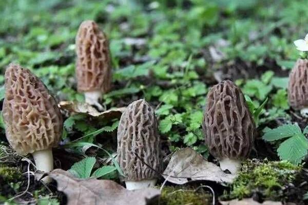 种10亩羊肚菌成本是多少 <a href=https://www.dadasou.com/ny/zhongzhi/ target=_blank class=infotextkey>种植</a>羊肚菌的风险有哪些