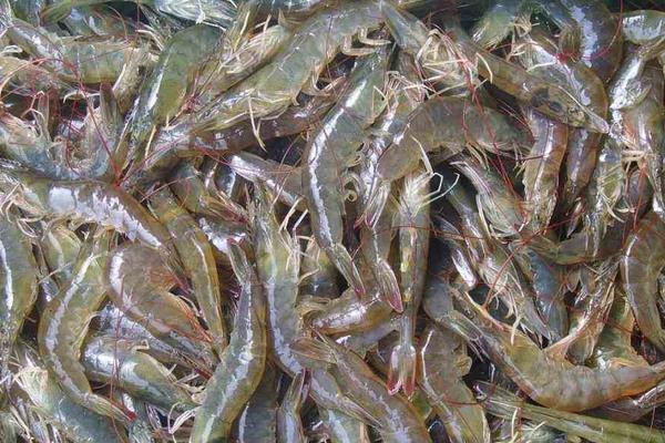 南美白对虾养殖方法，掌握这7点轻松提高产量和收益