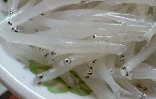 白肌银鱼市场价格多少钱一斤 白肌银鱼为什么透明