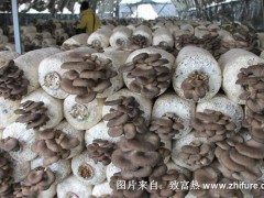 2017种蘑菇赚钱吗?2017种蘑菇前景及市场价格行情