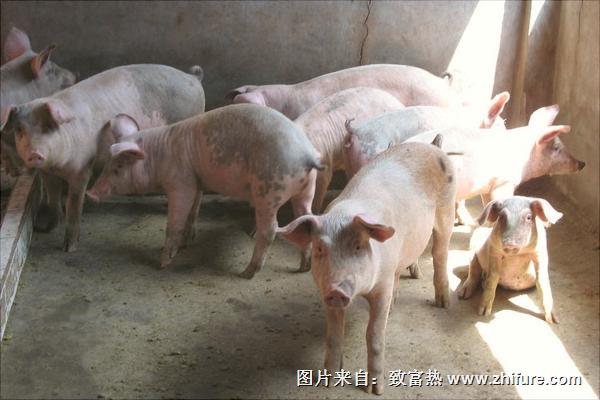 适合农村养猪的方法