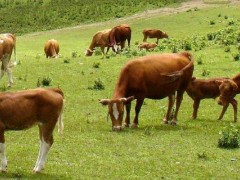 养肉牛挣钱吗,和奶牛比哪个更好