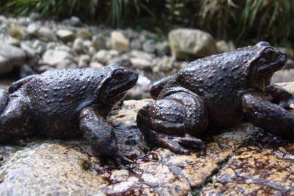 养殖石蛙蝌蚪生长初期的饲养管理经验