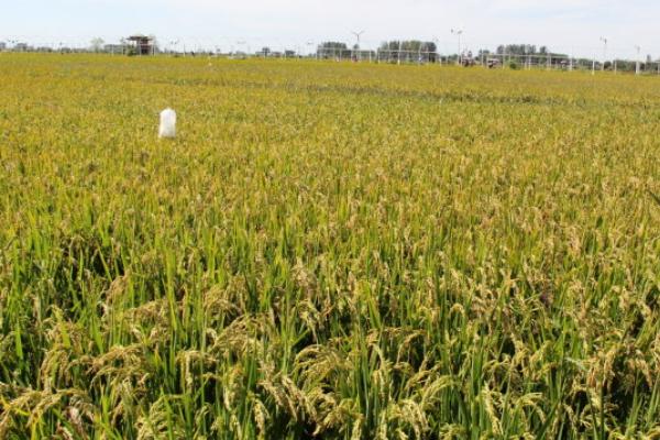 种薏米一亩多少种子 薏米种子什么时候种
