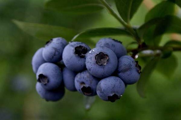 种蓝莓用什么土