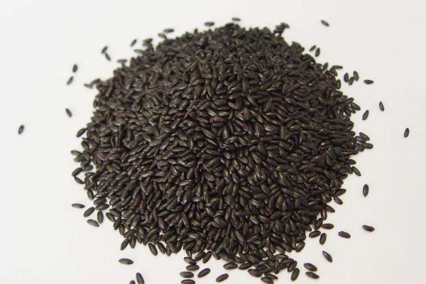 黑米种子市场价格多少钱一斤 黑米种子哪里买
