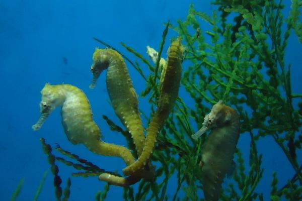 海马能养殖吗 海马养殖必须要海水吗 海马能在淡水里养吗