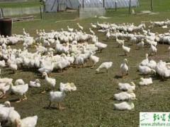 雏鹅养殖的管理误区