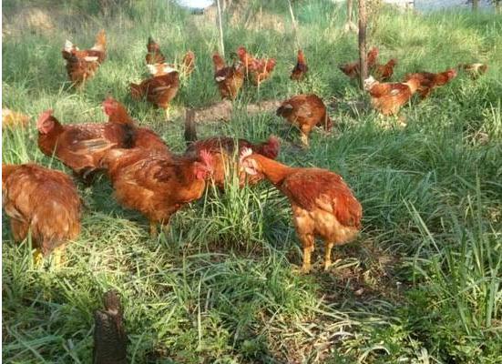 农村散养鸡赚钱吗 散养鸡的投资与收益