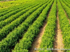 2018种茶树赚钱吗?茶树种植的利润与投资成本及前