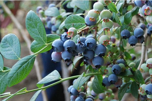蓝莓种植方法及时间