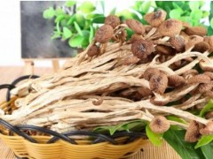 怎样栽种茶树菇,茶树菇种植时间
