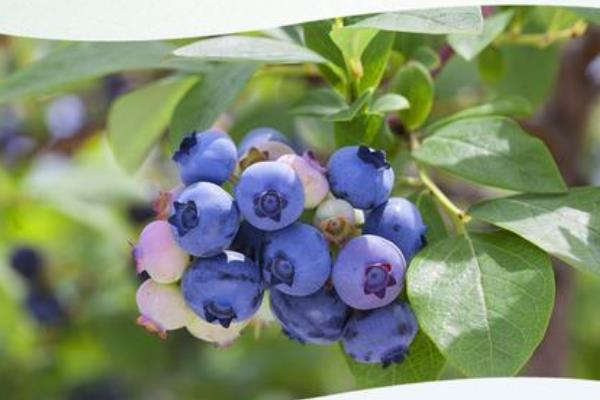 蓝莓黑珍珠是什么品种