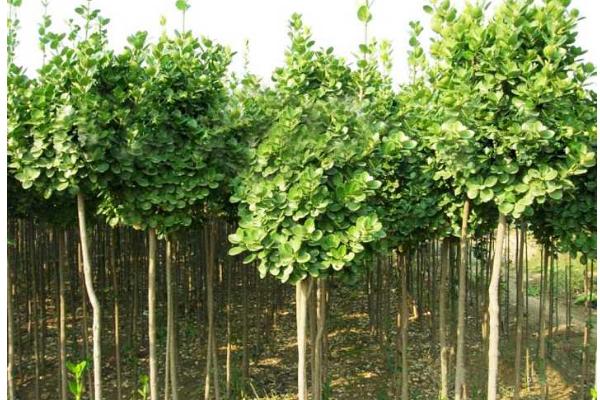 楸树苗市场价格多少钱一棵（3公分、4公分、5公分等） 楸树的种植方法