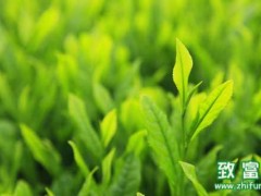 茶叶的品质鉴别,新茶和陈茶的分辨方法